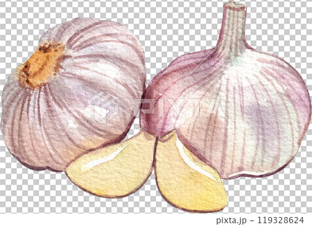 garlic italian food,watercolor painting hand-drawn illustration 119328624