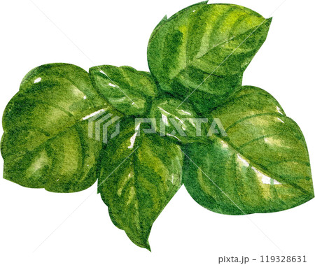 basil italian food,watercolor painting hand-drawn illustration 119328631