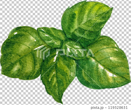 basil italian food,watercolor painting hand-drawn illustration 119328631