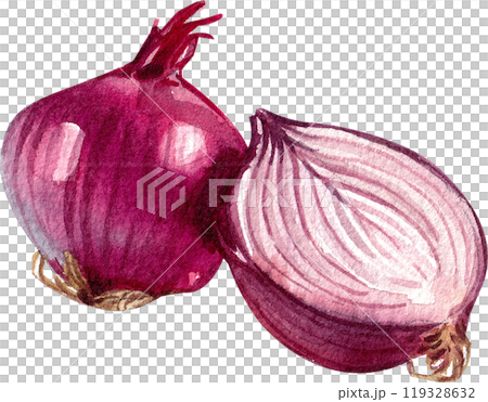 shallots italian food,watercolor painting hand-drawn illustration shallots italian food,watercolor painting hand-drawn illustration 119328632