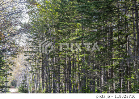 タウシュベツ川橋梁側から見た士幌線跡の林道　北海道上士幌町 119328710