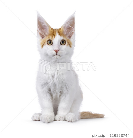 Maine Coon cat on white background Maine Coon cat on white background 119328744