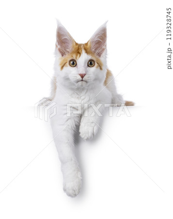Maine Coon cat on white background 119328745