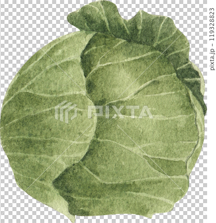 cabbage, hand-drawn watercolorpainting illustration 119328823