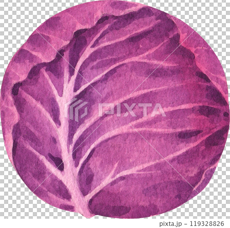 purple cabbage, hand-drawn watercolorpainting illustration purple cabbage, hand-drawn watercolorpainting illustration 119328826
