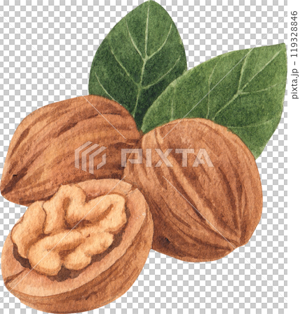 walnuts, hand-drawn watercolorpainting illustration 119328846