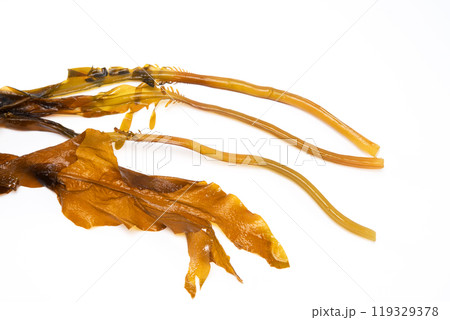 Laminaria (Kelp) Seaweed Isolated on White Background.Fresh seaweed wakame 119329378