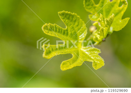 春の光、いちじくの葉。 119329690