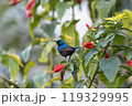 A Colorful, Vibrant Hummingbird Nestled Comfortably Among Bright, Colorful Flowers 119329995