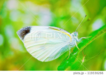 屋外で緑の葉に止まる美しいモンシロチョウのアップ 119330266