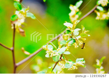 屋外のアキグミの白く小さな花の蜜を集めるみつばち 屋外のアキグミの白く小さな花の蜜を集めるみつばち 119330267