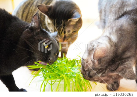 室内で集まって猫草を食べる三匹のカワイイ猫 室内で集まって猫草を食べる三匹のカワイイ猫 119330268