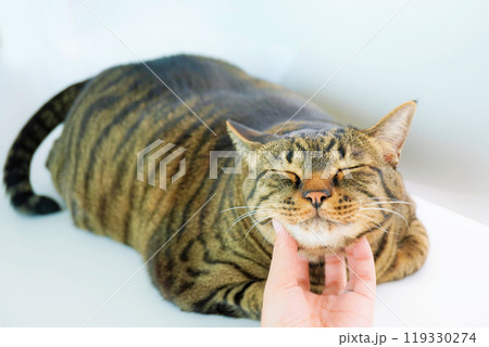 白背景に女性の手で首を撫でられて目を細める一匹のキジ柄の猫、正面 白背景に女性の手で首を撫でられて目を細める一匹のキジ柄の猫、正面 119330274