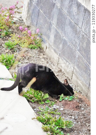 屋外に植えられたキャットニップの葉に頭をこすりつける黒い野良猫 屋外に植えられたキャットニップの葉に頭をこすりつける黒い野良猫 119330277
