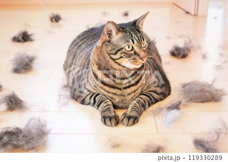 ブラッシングで部屋中に散らかった抜け毛と座るキジ柄の猫、換毛期イメージ ブラッシングで部屋中に散らかった抜け毛と座るキジ柄の猫、換毛期イメージ 119330289