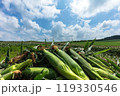 北海道のもぎたてとうきび 119330546