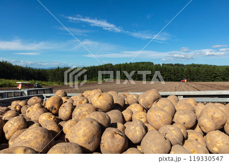 北海道の美味しい新鮮なじゃがいも 119330547