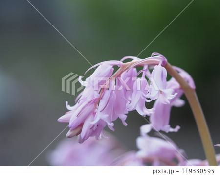 釣鐘状の花 シラーカンパニュラータ 釣鐘状の花 シラーカンパニュラータ 119330595
