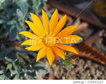 オレンジ色の花 ガザニア オレンジ色の花 ガザニア 119331127