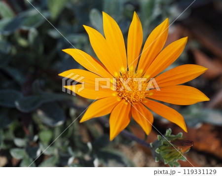 オレンジ色の花　ガザニア	 119331129