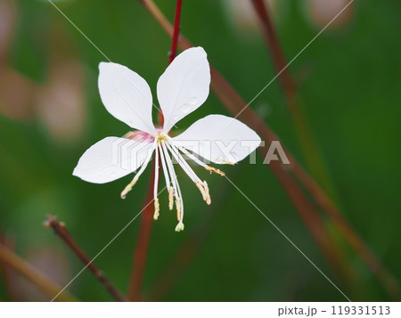 可憐な花 ガウラ 可憐な花 ガウラ 119331513