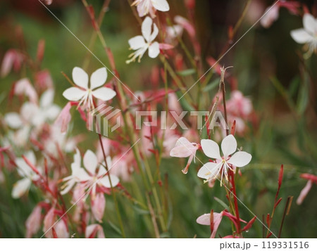 可憐な花 ガウラ 可憐な花 ガウラ 119331516