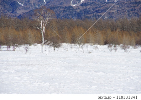 冬の小田代ヶ原の貴婦人 119331841