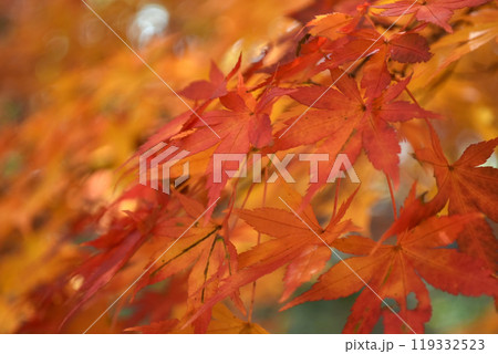 鮮やかな紅葉 鮮やかな紅葉 119332523