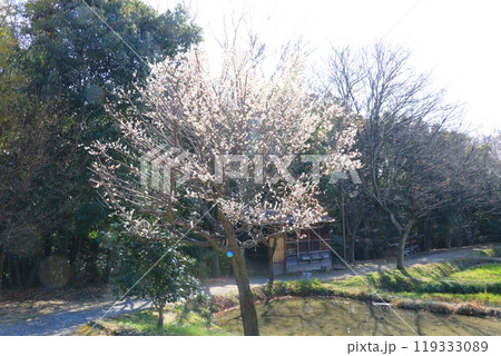 白梅が咲く風景 119333089