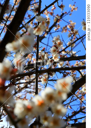 青空に映える梅の花 119333090