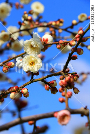 青空に映える白梅 119333098