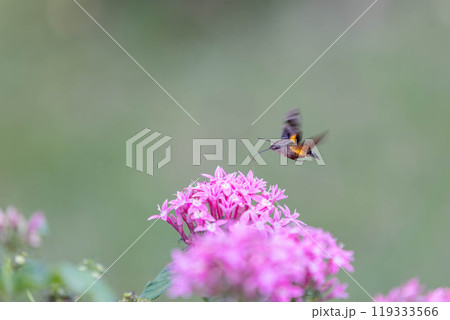 ホバリングしながら花の蜜を吸うホウジャク ホシホウジャク ホバリングしながら花の蜜を吸うホウジャク ホシホウジャク 119333566