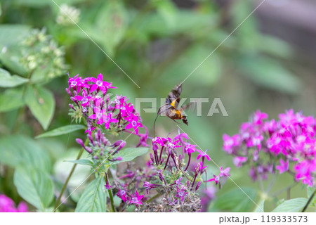 ホバリングしながら花の蜜を吸うホウジャク ホシホウジャク ホバリングしながら花の蜜を吸うホウジャク ホシホウジャク 119333573