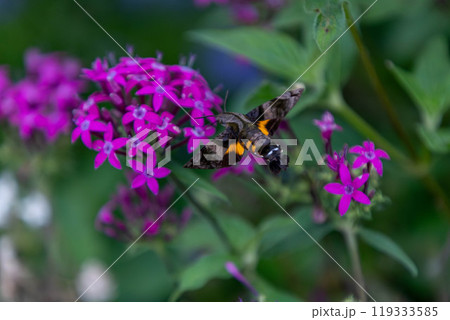 ホバリングしながら花の蜜を吸うホウジャク ホシホウジャク ホバリングしながら花の蜜を吸うホウジャク ホシホウジャク 119333585