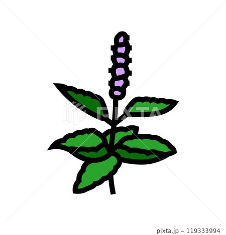 holy basil ayurvedic herb color icon vector illustration holy basil ayurvedic herb color icon vector illustration 119333994