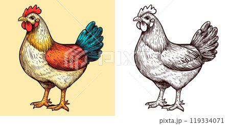 Hen Cartoon Character Coloring Page Design Featuring Adorable Farm Bird Outline Fun Wildlife Art Playful Poultry Creature Creative and Relaxing Drawing Activity for All Ages Hen Cartoon Character Coloring Page Design Featuring Adorable Farm Bird Outline Fun Wildlife Art Playful Poultry Creature Creative and Relaxing Drawing Activity for All Ages 119334071