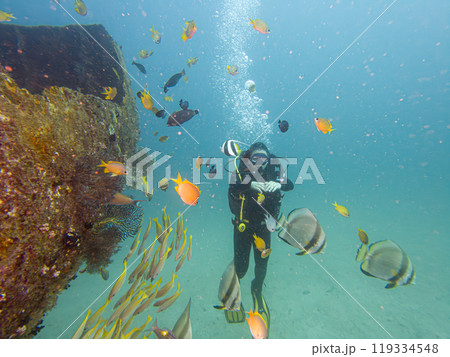 School of Platax teira, Longfin spadefish, or batfish, and a SCUBA diver Puerto Galera, Philippines School of Platax teira, Longfin spadefish, or batfish, and a SCUBA diver Puerto Galera, Philippines 119334548