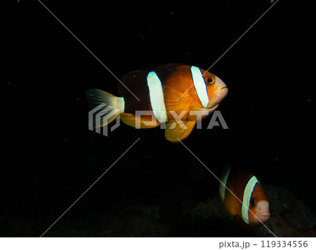 Clark's anemonefish, Amphiprion clarkii, against a dark background in Puerto Galera, Philippines Clark's anemonefish, Amphiprion clarkii, against a dark background in Puerto Galera, Philippines 119334556