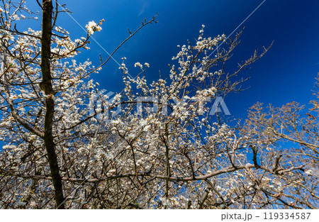 Sunny view of beautiful Peach flower blossom 119334587