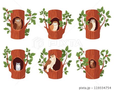 Owls in hollows. Barred owl at trunk hole oak tree, forest bird wood house nest inside, birds nature environment owlet shelter woodland home, cartoon swanky vector illustration Owls in hollows. Barred owl at trunk hole oak tree, forest bird wood house nest inside, birds nature environment owlet shelter woodland home, cartoon swanky vector illustration 119334754