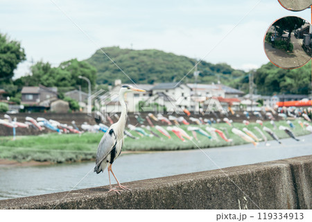 川と鯉のぼり 119334913