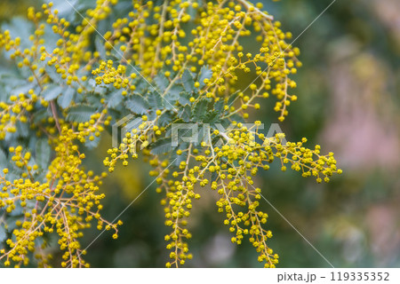 ミモザの鮮やかな黄色の花 119335352