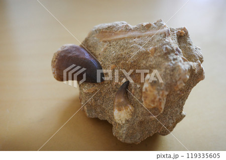モロッコで産出された白亜紀後期のモササウルスの歯 119335605