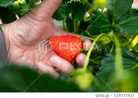 いちご狩り いちご狩り 119335915