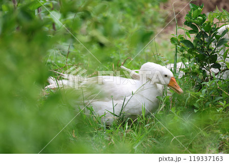 Close up White goose is eatting grass in green nature garden at thailand 119337163