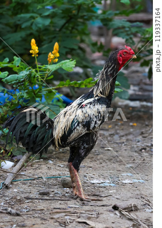 The fighting cock in garden nature farm 119337164