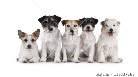 Jack Russel dogs on white background 119337165