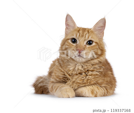 Aphrodite Giant Longhair cat on white background 119337168