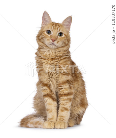 Aphrodite Giant Longhair cat on white background Aphrodite Giant Longhair cat on white background 119337170