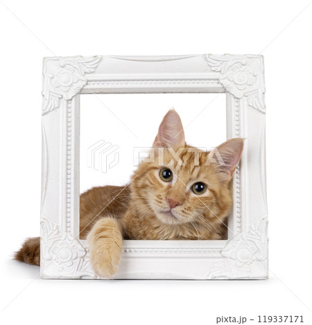 Aphrodite Giant Longhair cat on white background 119337171